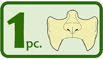 This prosthetic is 1 piece. The image has 1 pc text on the left and an icon of the prosthetic on the right.