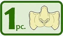This prosthetic is 1 piece. The image has 1 pc text on the left and an icon of the prosthetic on the right.