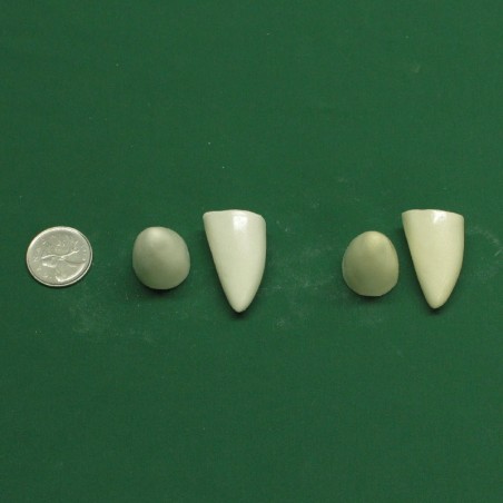 Large Pointed Tooth