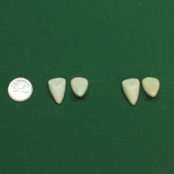 Small Pointed Tooth