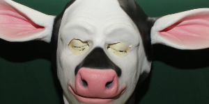Cow Masks