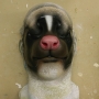 Skunk Nose foam latex prosthetic painted as a skunk, placed on a plastic human face cast