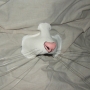 a painted foam latex prosthetic Large Rodent Nose placed on cloth