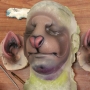 a painted foam latex prosthetic Large Rodent Nose placed on a plastic human face cast