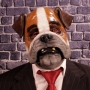 Man wearing foam latex prosthetic face and makeup to look like an anthropomorphic bulldog Man wearing foam latex prosthetic face and makeup to look like an anthropomorphic bulldog