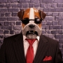Man wearing foam latex prosthetic face and makeup to look like an anthropomorphic bulldog wearing sunglasses Man wearing foam latex prosthetic face and makeup to look like an anthropomorphic bulldog wearing sunglasses