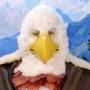 Man wearing latex prosthetic beak and makeup with feathers to look like an anthropomorphic bald eagle.