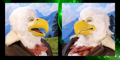 Large Eagle / Hawk Beak - Eagle Makeup Photos & Video